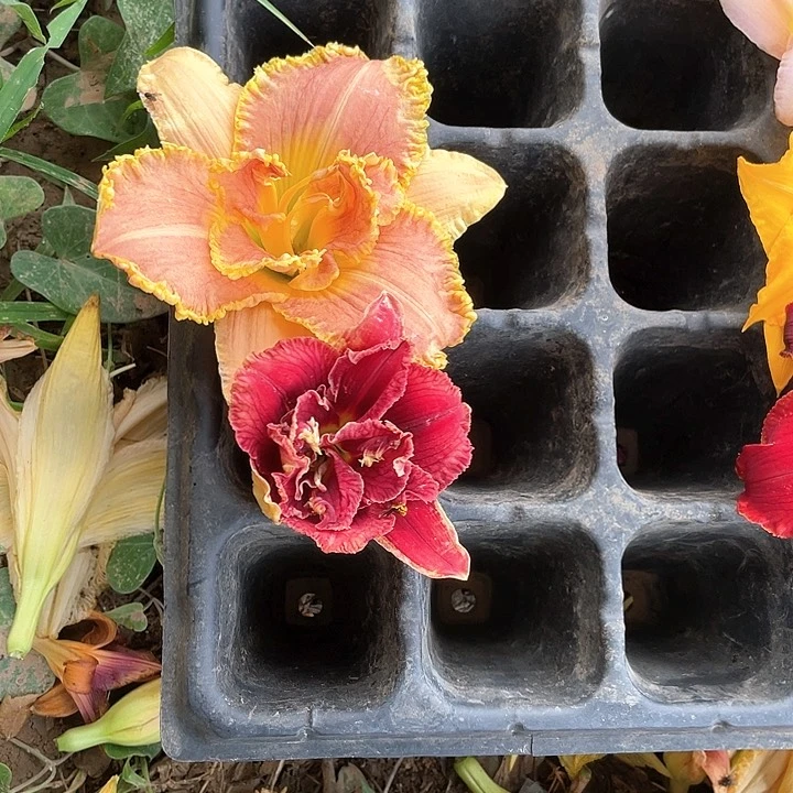 当前无花栽培后可以开花