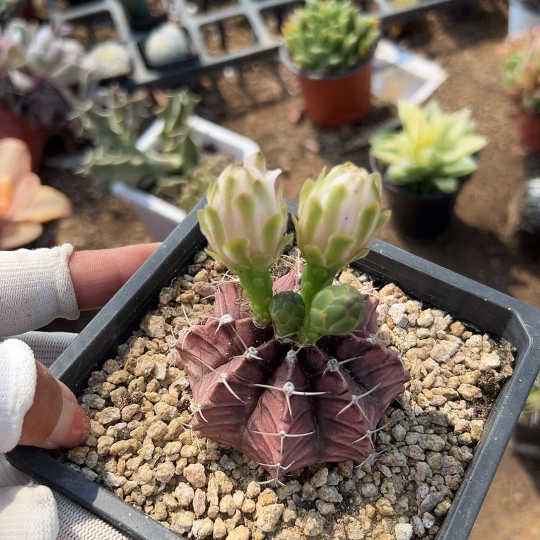 多肉植物多肉植物