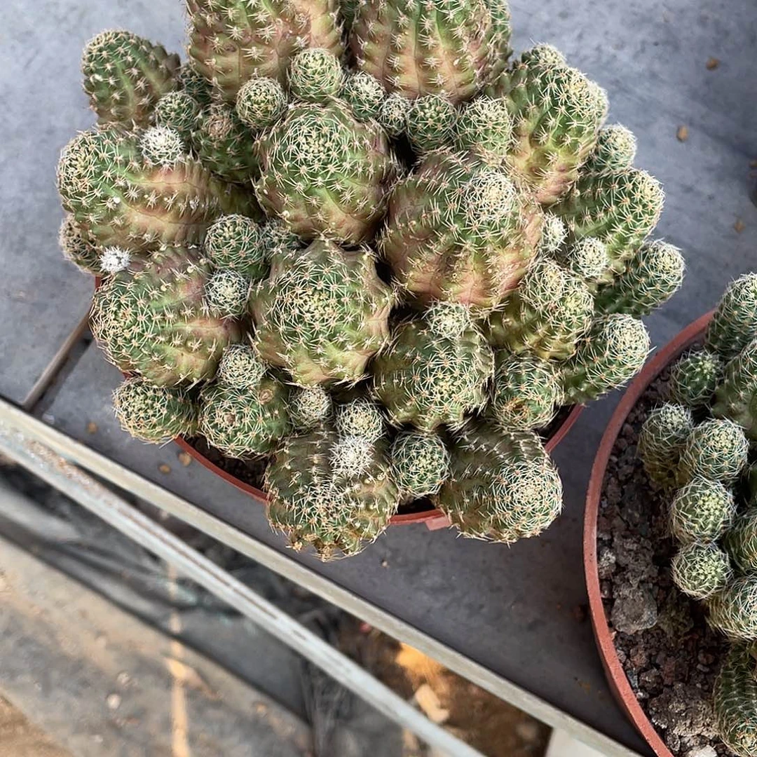 快****仙人球中间丽花群生脱土