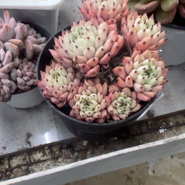 意***愿一物一拍绿抓多肉22