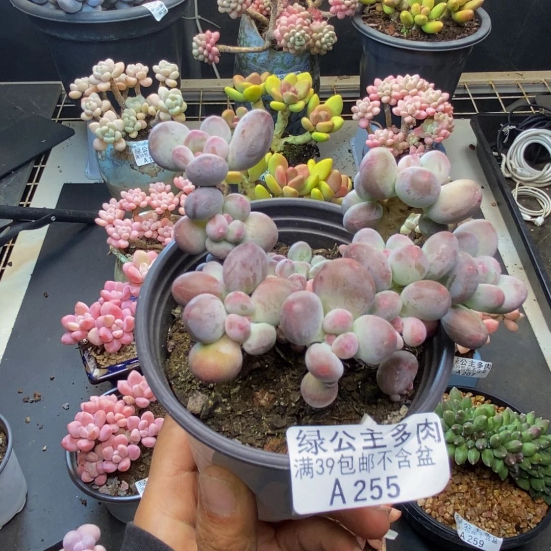 小**?255苹果奶一代多肉8cm