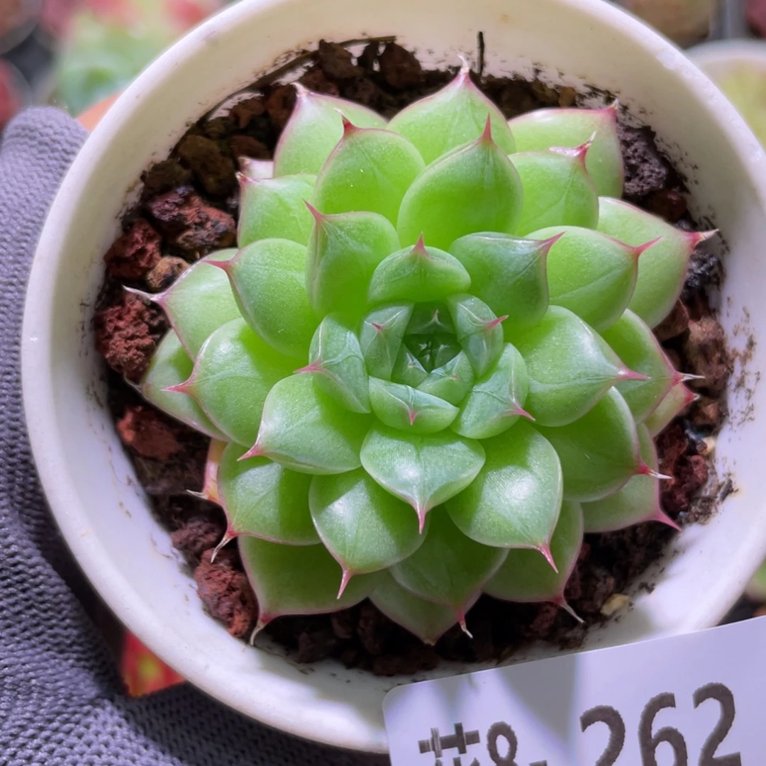 花利美8-262海王