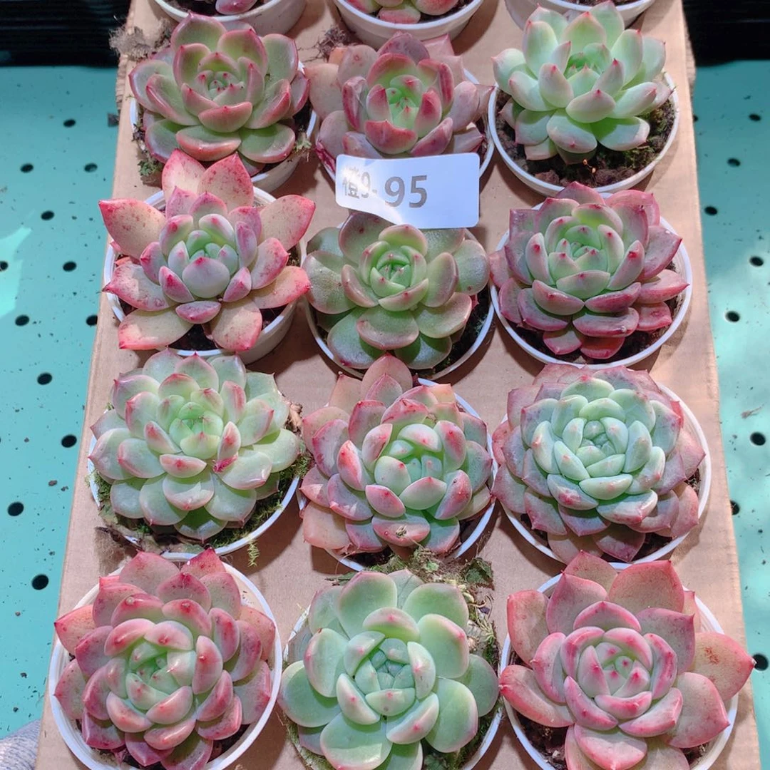 9-82一物一拍多肉带盆18颗