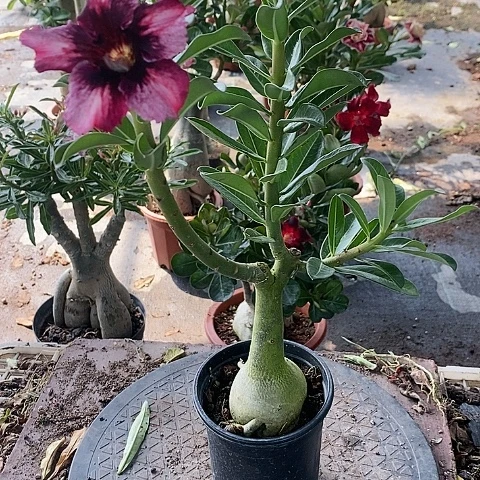 【闪购商品】无花朵挪****姐