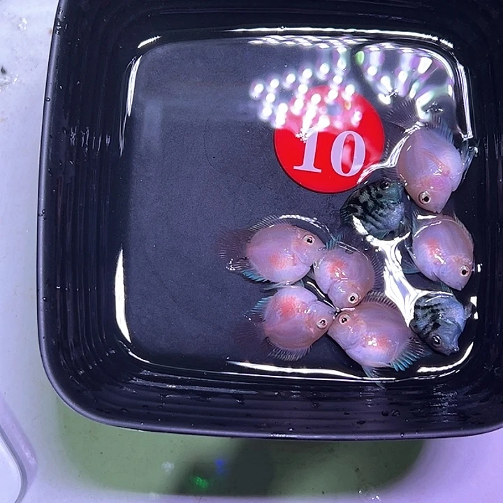 鹦鹉鱼10号，六胭脂粉两宝蓝