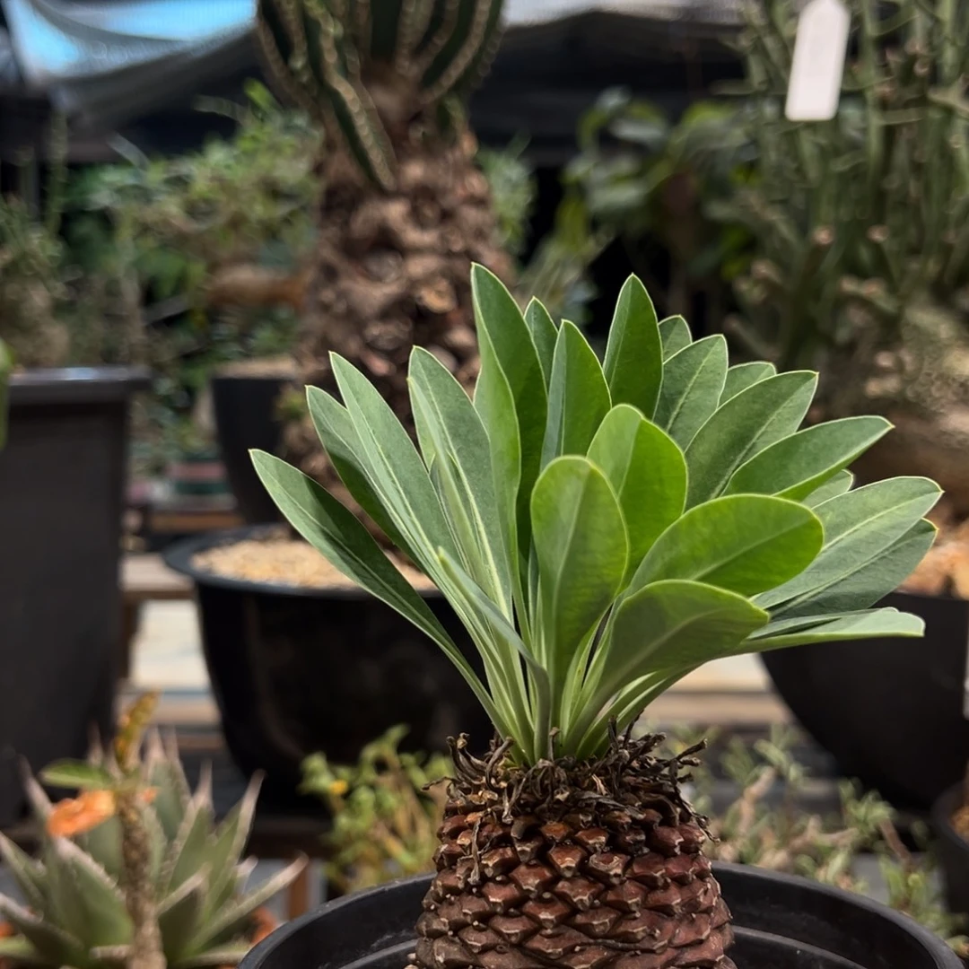 镜***l891铁甲丸脱土发货植物