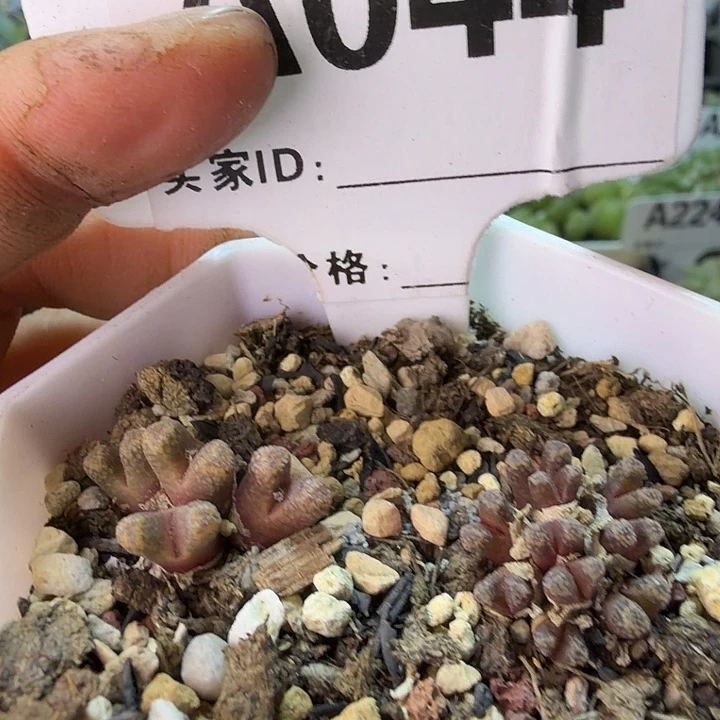 044。满38包邮肉行