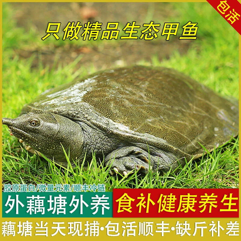 【京东鲜送】外塘生态青黄背大甲鱼1~8斤生猛放养甲鱼老鳖黑花鲜活