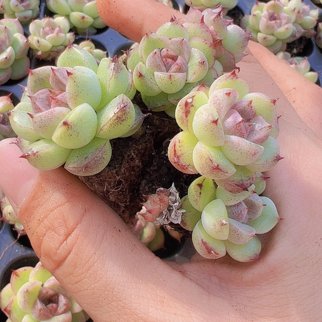 赤水晶苗3颗多肉植物