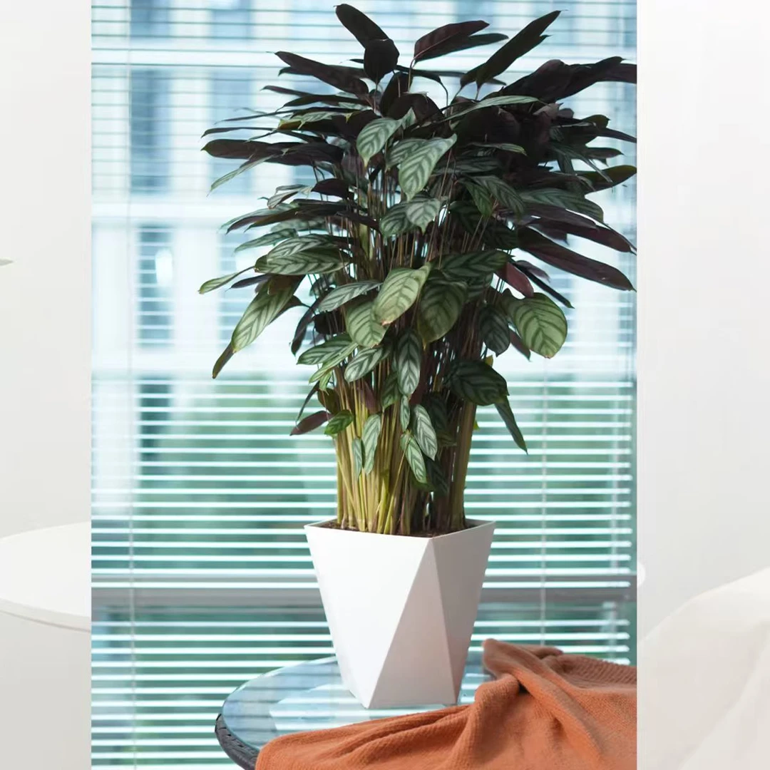 【新飞羽竹芋】室内观叶植物净化空气四季常青盆栽花卉绿植