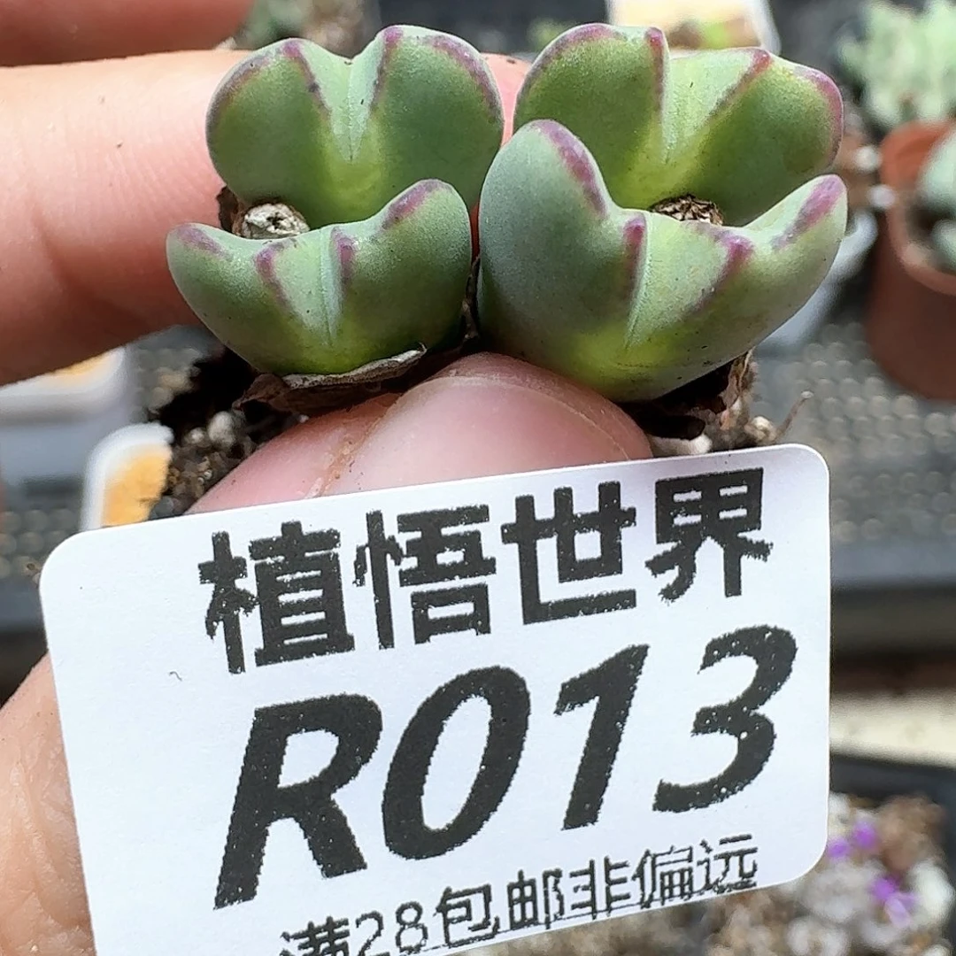 多肉植物的润泽地发发