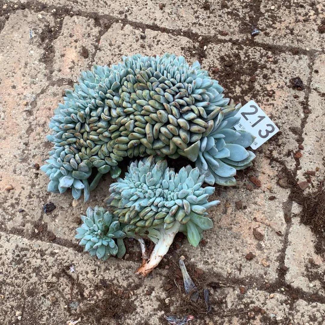 喜***玉213橙子缀化多肉植物