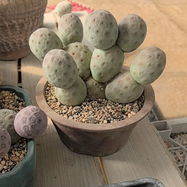 大*姐习志野仙人球直播