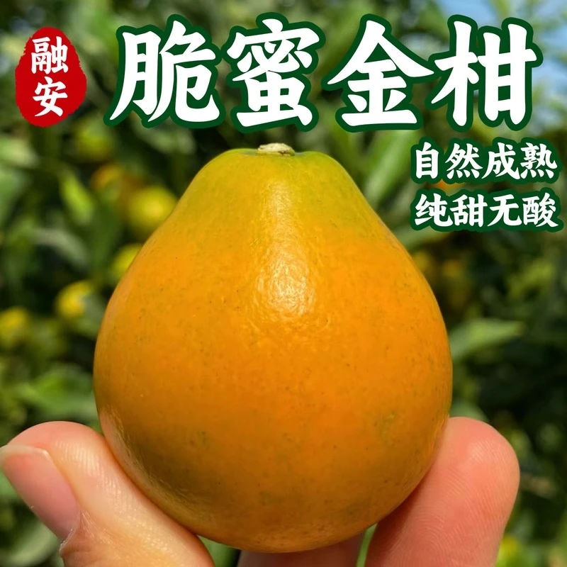 【2斤装*王中王】正宗融安脆蜜金桔广西薄皮新鲜水果蜜糖礼盒装产地