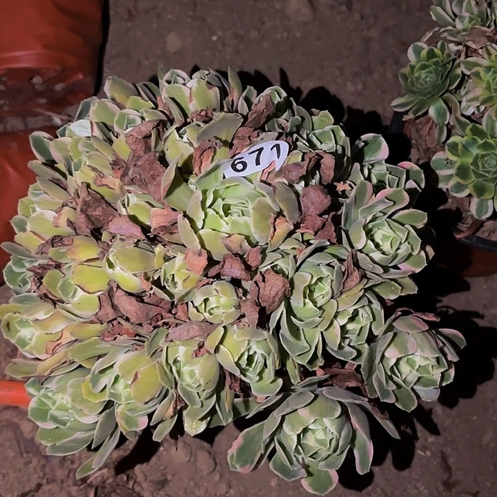 671男神多肉植物不售后
