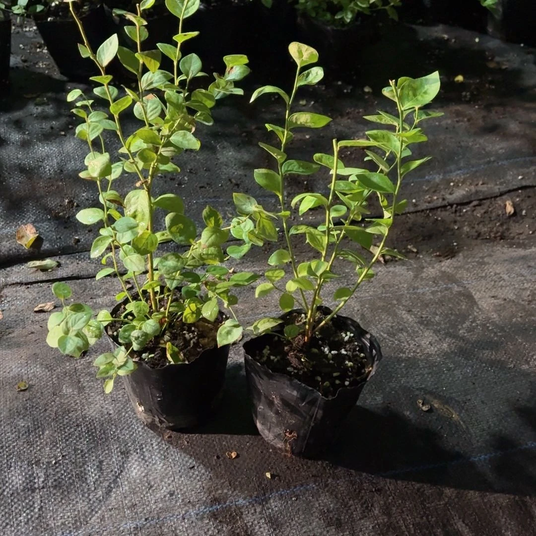 L11 处理苗两颗。不售后