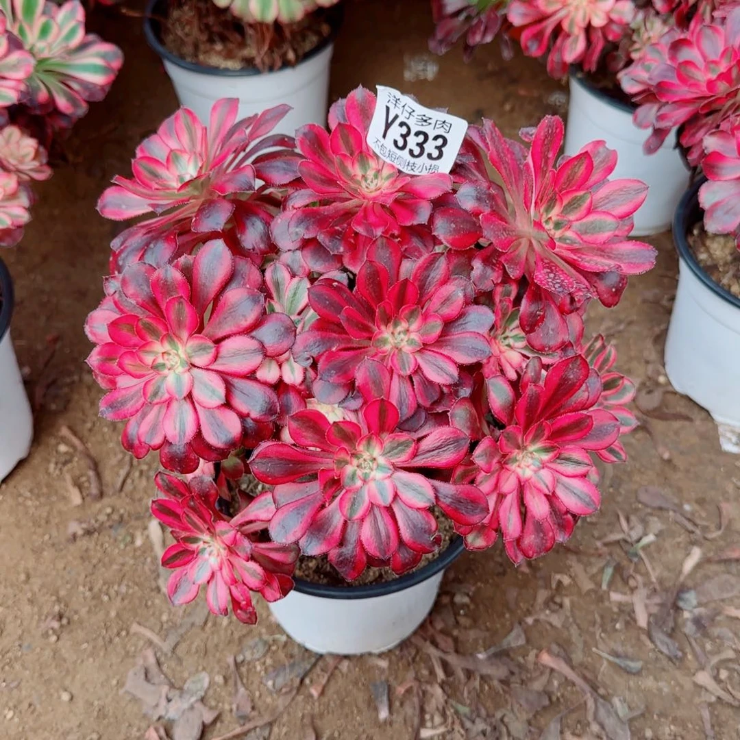 丽娜法师333冠幅20