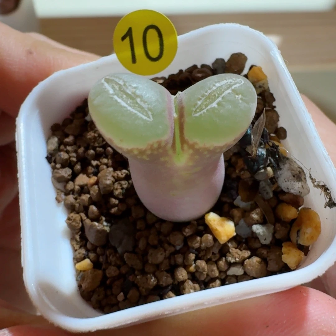 李****)10............多肉.....