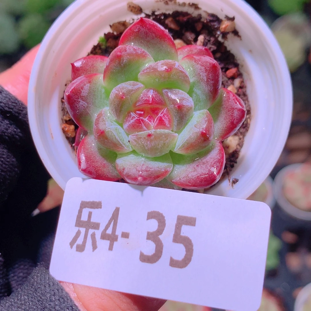 乐然4-35 新品单头