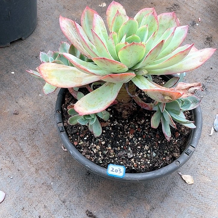 203杂 一物一拍多肉