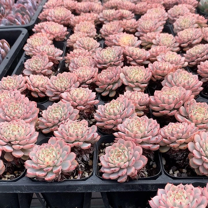 姬莲锦888888888888888