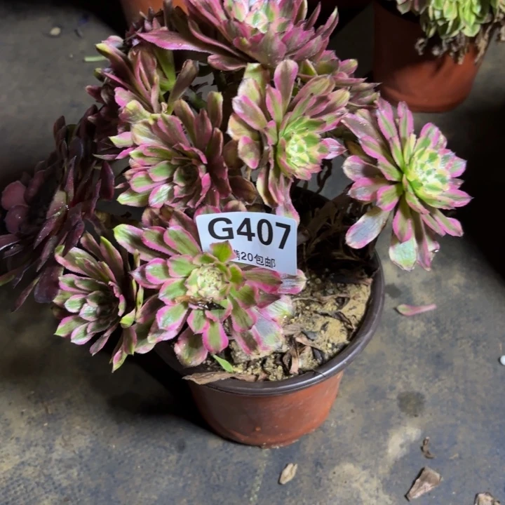 瑞妈，，。。。。407黄花梨，