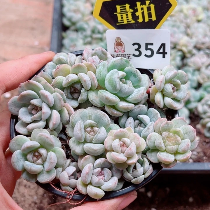 多肉植物多肉植物