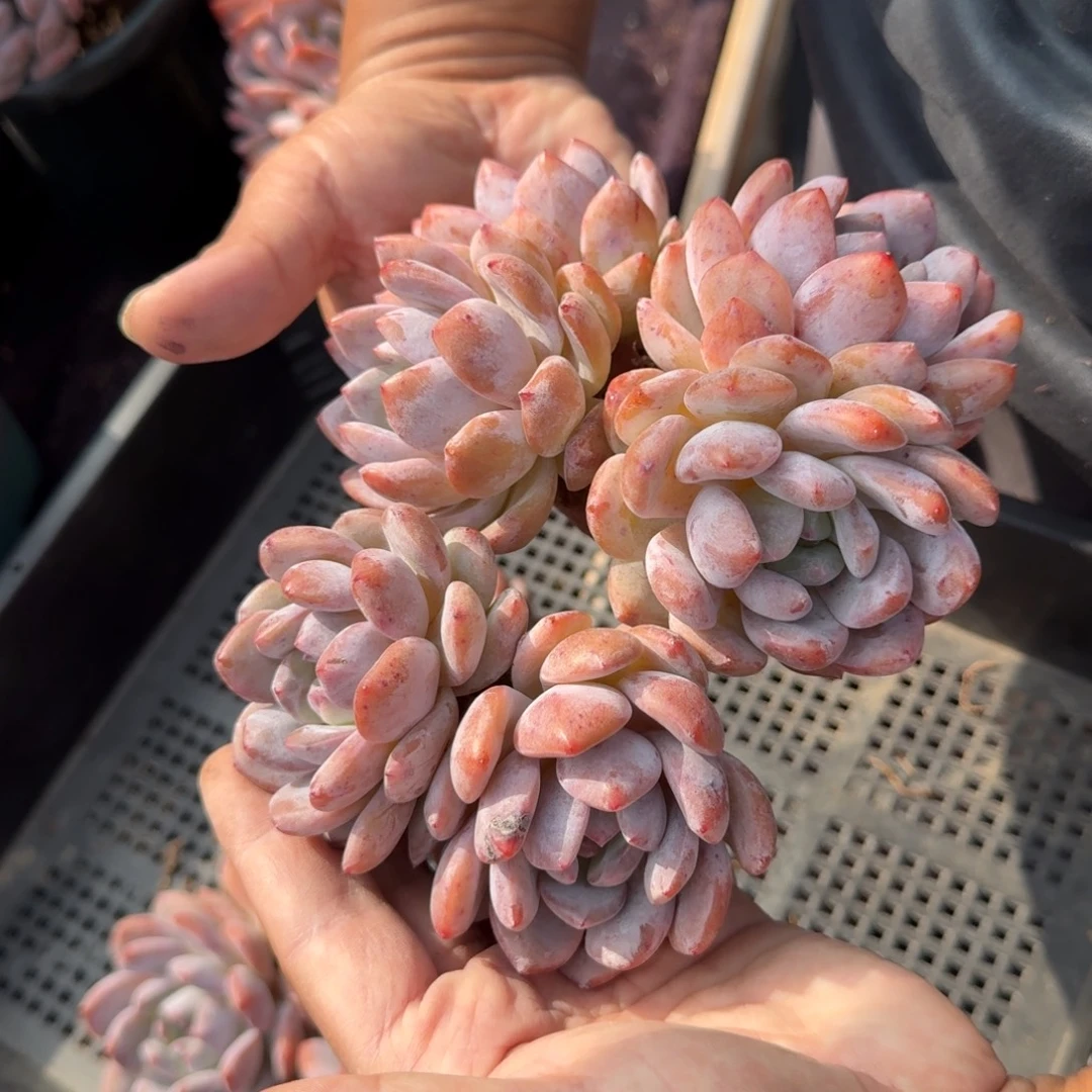 宝***儿精美双头，专拍链接