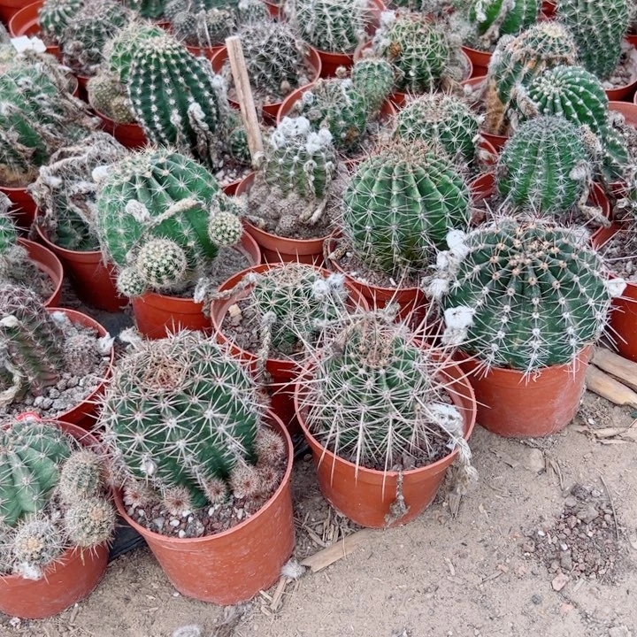 3彩草根3个歪斑5一6公分左右脱土发货20包邮