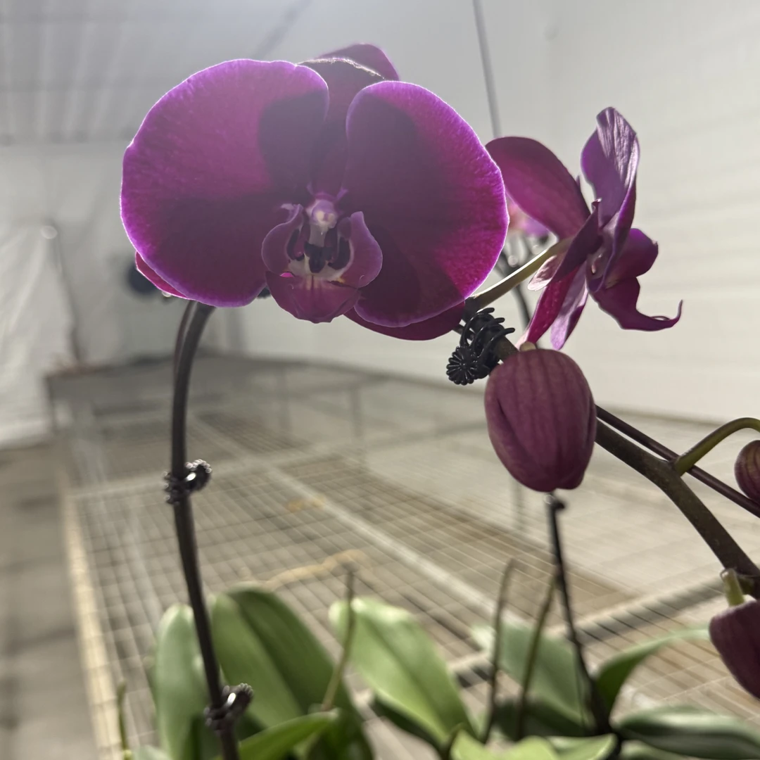 霓虹灯蝴蝶兰3.5成熟苗不带花带花剑