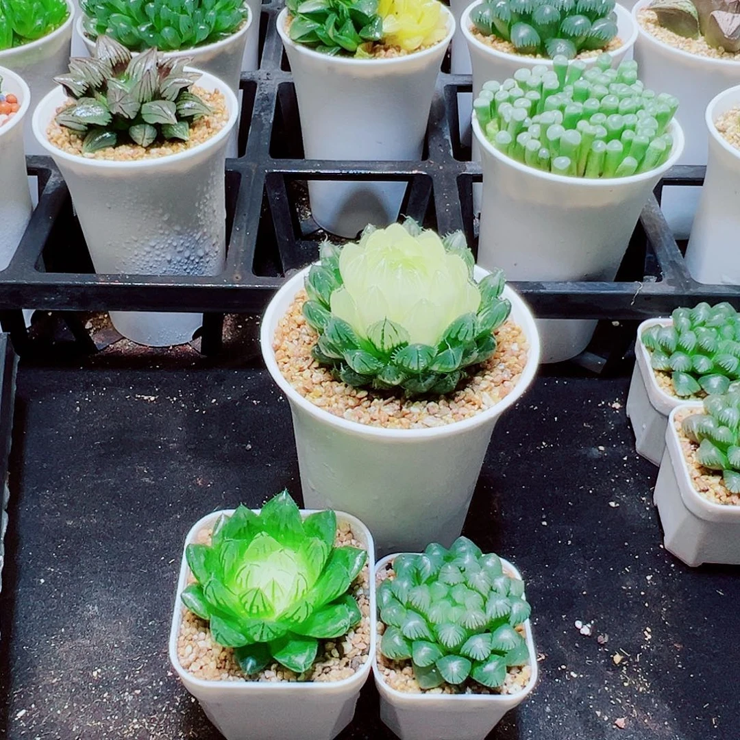 糯姬玉露，白莲花，宝莲灯，18