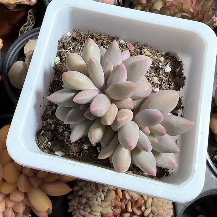 奥****兽青蛙王子儿童牙膏111