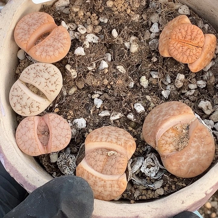 桃汁花园02220-29拿铁生石花大大大大漏