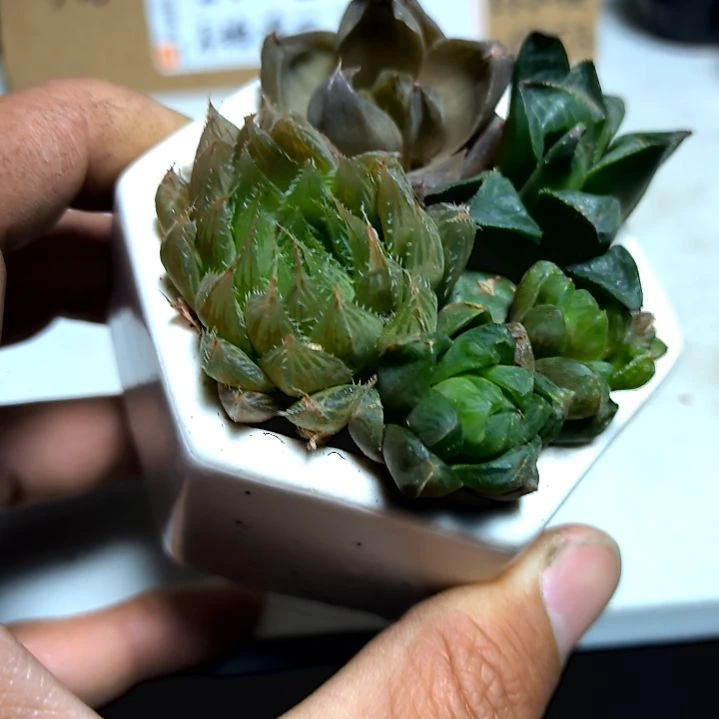 满6元包邮，四颗不同玉露，小