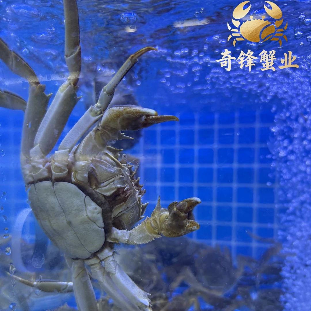 【活蟹】兴化红膏精挑大闸蟹3.9-4.3两母  只/对/组