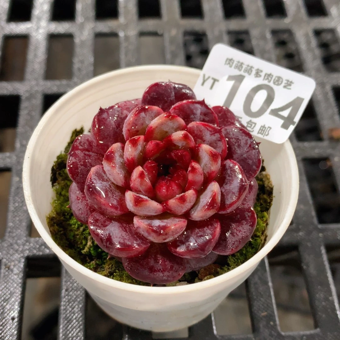 肉萌萌拇指盆精控多肉YT104