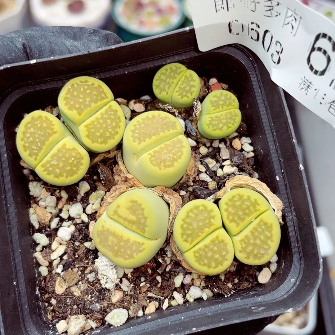 郎哥18包邮0603-62