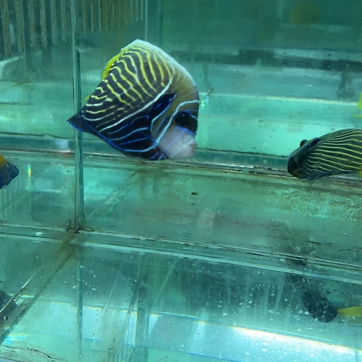 海水鱼皇后神仙，开口颗粒到货开箱视频