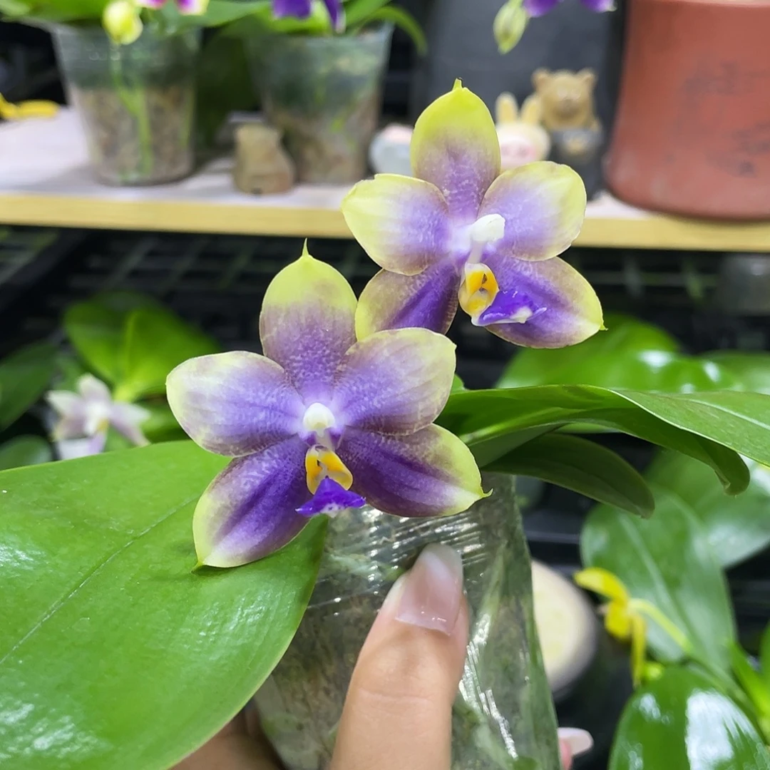 完全开放1111122222