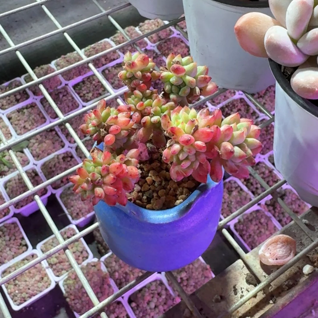 长***?多肉杂交拇指蓝色花边盆