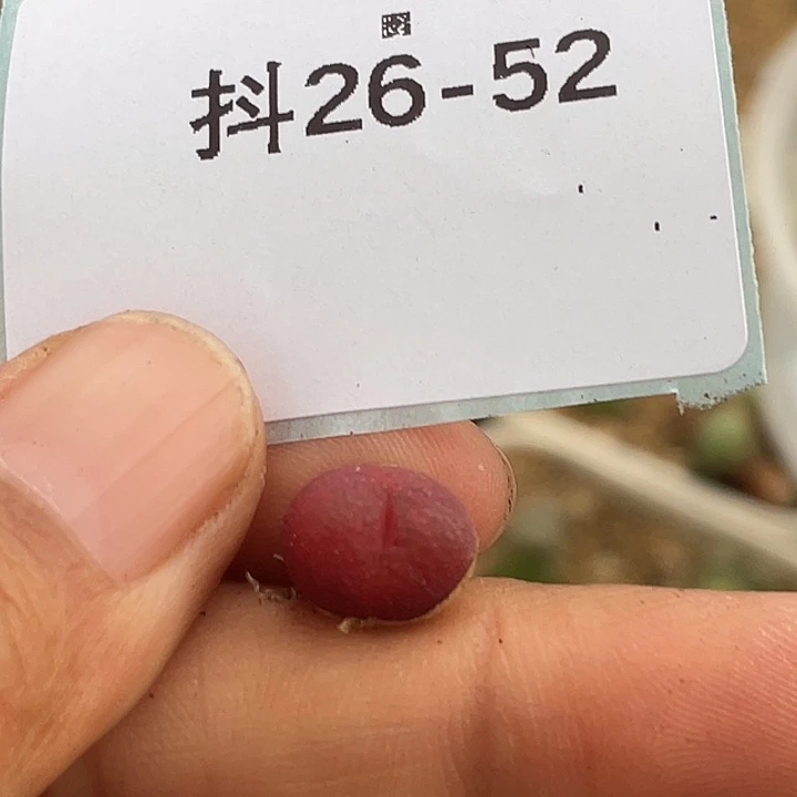 26-52小吕毛多肉植物