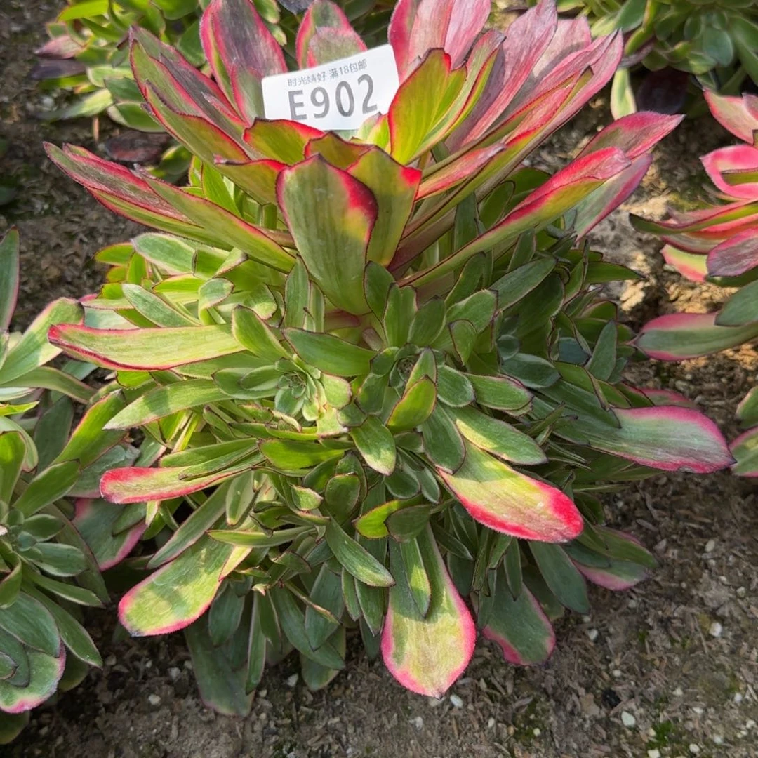 流*902烟花多肉植物