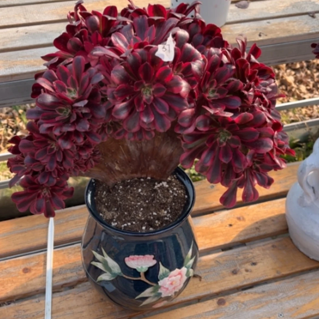 【闪购商品】37美杜莎缀多肉法师