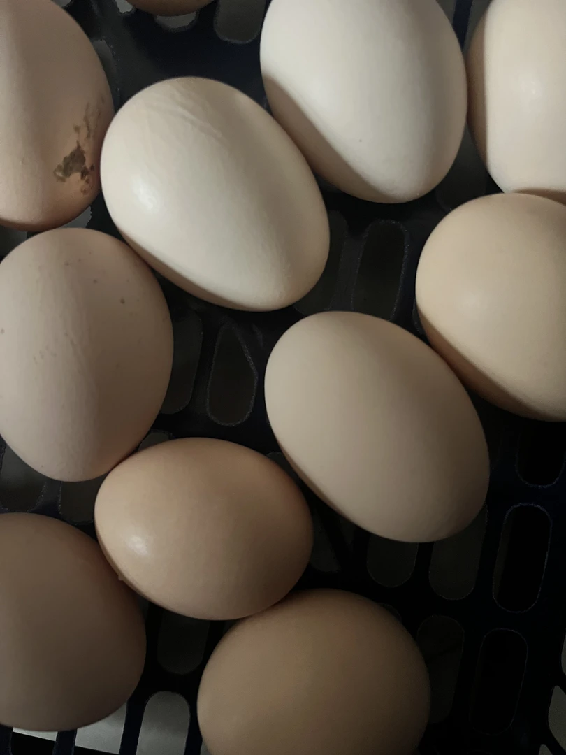 农村土鸡蛋五谷杂粮喂养味道鲜美散养笨鸡蛋