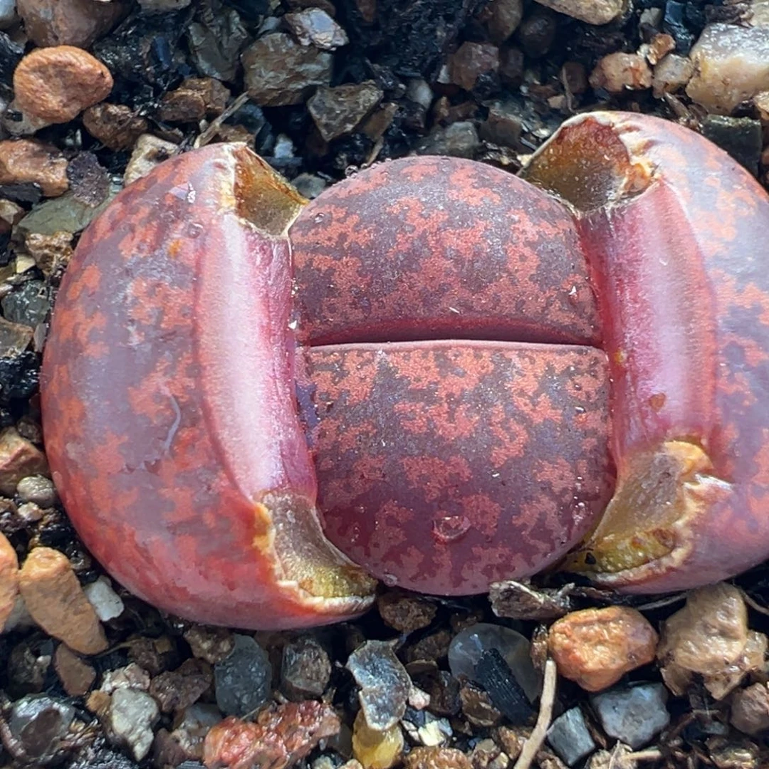 085多肉植物种类多样