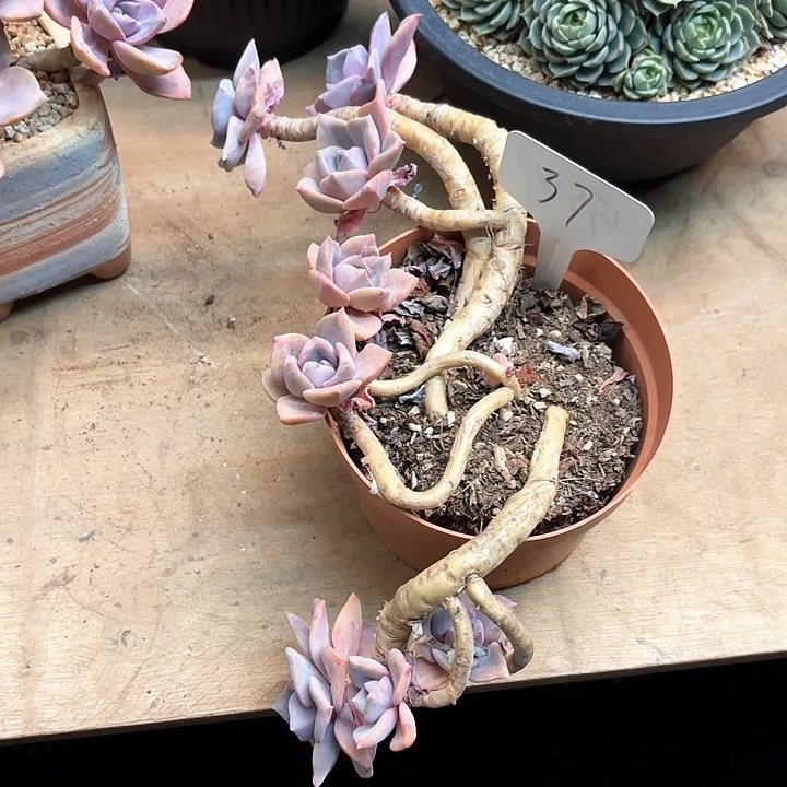 多肉植物，彩虹糖37号