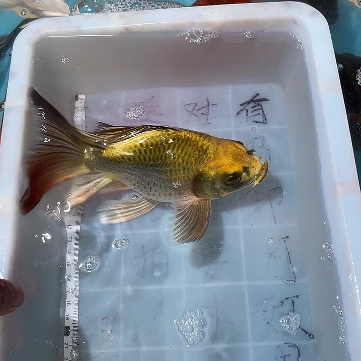 蝴蝶鲤渔场直发97
