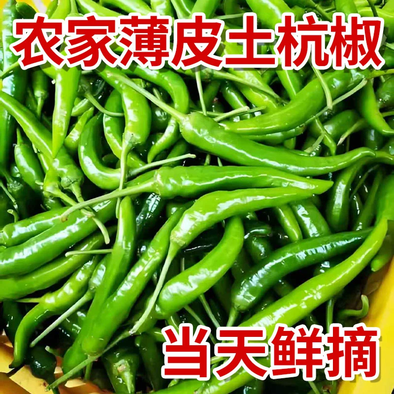 新鲜杭椒现摘河南农家杭椒鲜辣脆爽中辣鲜辣软薄皮辣椒