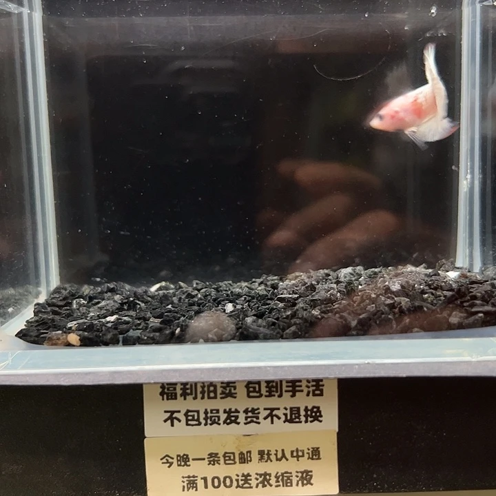 斗鱼竞拍跑单拉黑30日32