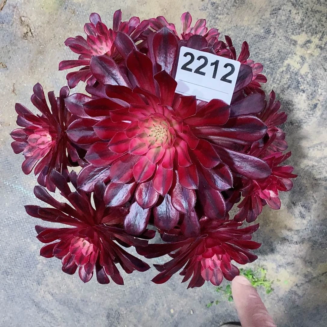 红陶2212黑铜白妖4多肉
